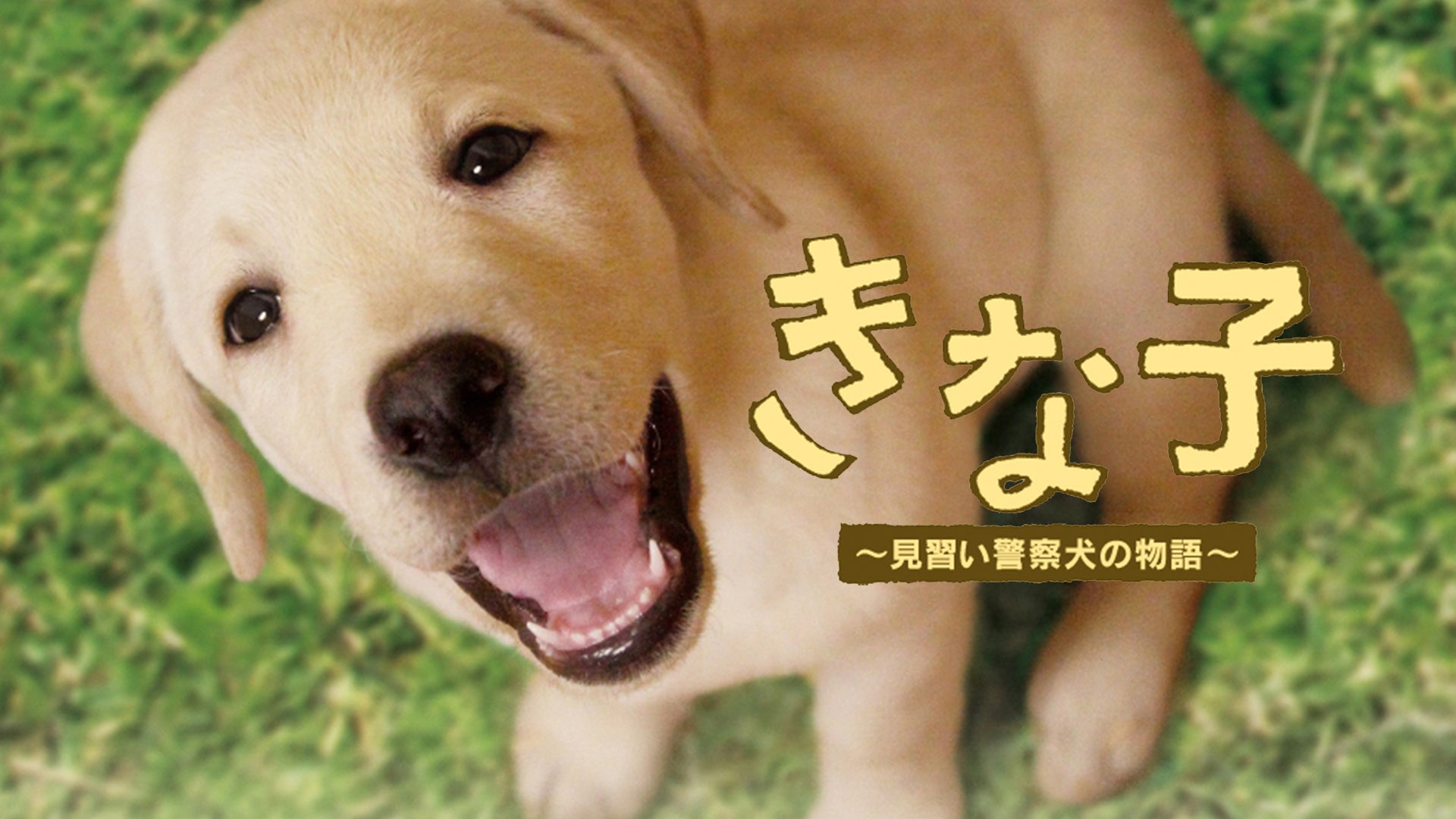 「きな子~見習い警察犬の物語~」DVD発売記念　犬だワンダフルキャンペーン　クイール（限定生産） Amazon.co.jp: 「きな子~見習い警察犬の物語~」DVD発売記念 犬だ