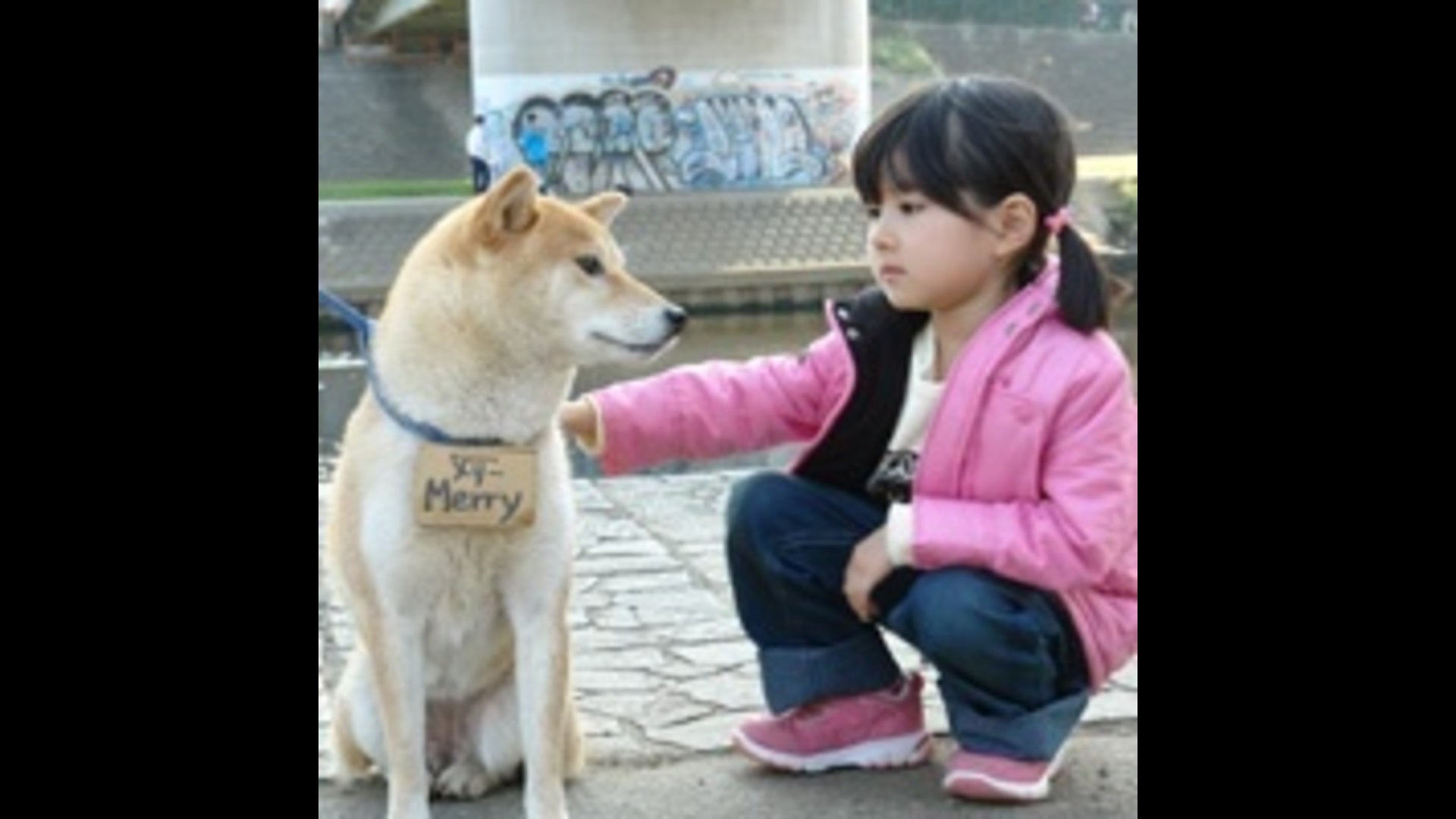 いぬのメリー 幸せを運ぶ伝書犬 | Lemino(レミノ) - 映画・ドラマ