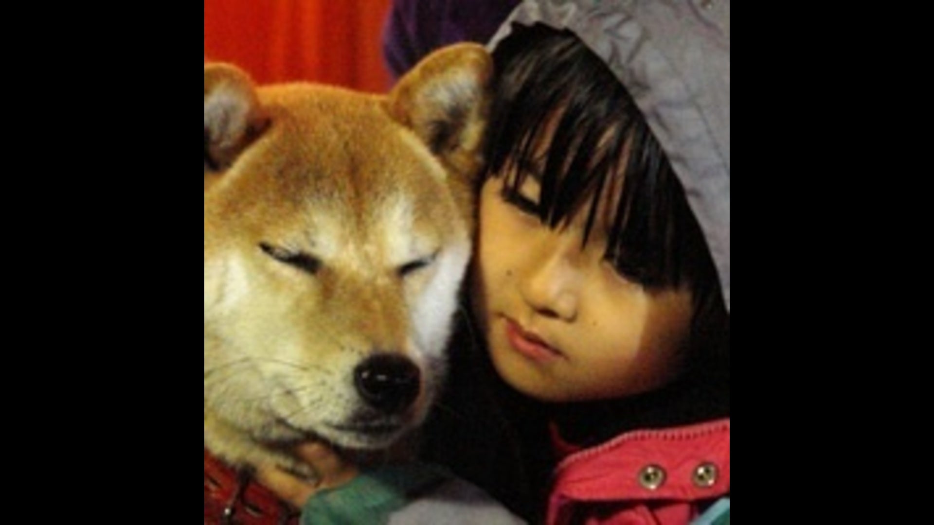 いぬのメリー 幸せを運ぶ伝書犬 | Lemino(レミノ) - 映画・ドラマ